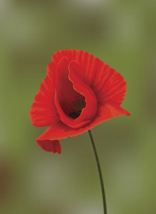Red poppy flower
