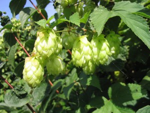 1280px-Hopfen1